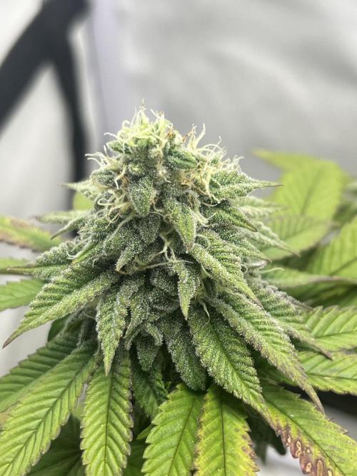2. Run of RS11 I Indoor I LST I 2x2 Tent. Week 11 - Day 77