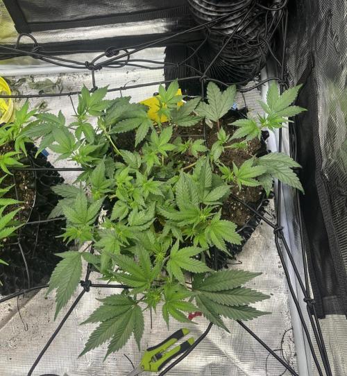 Clones Run I Gogurtz, LSD,(GSC) I Indoor. Week 7 - Day 41 - Gogurtz