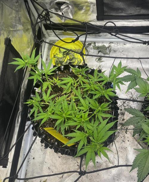 Clones Run I Gogurtz, LSD,(GSC) I Indoor. Week 7 - Day 41 - LSD
