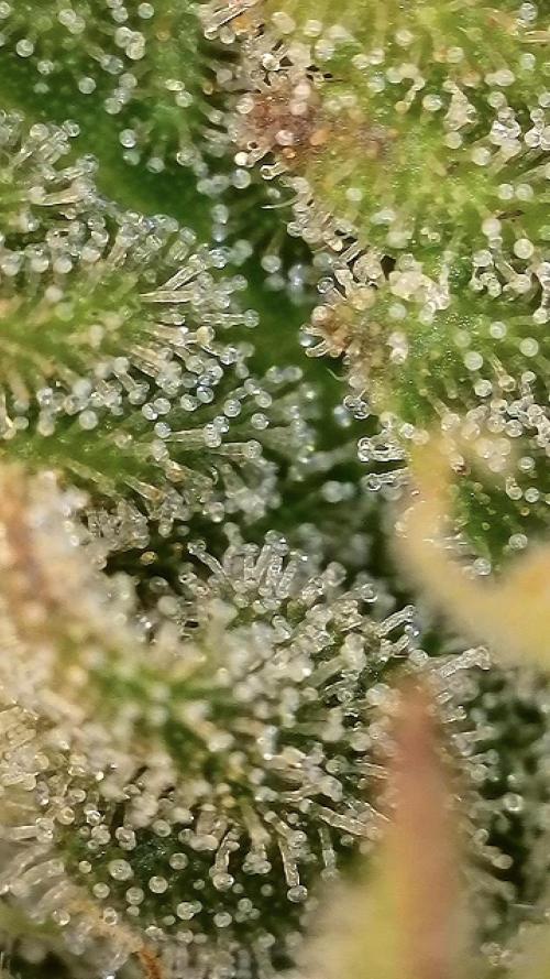 2. Run of RS11 I Indoor I LST I 2x2 Tent. Week 11