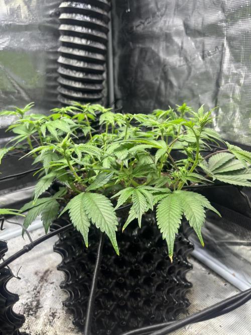 Clones Run I Gogurtz, LSD,(GSC) I Indoor. Week 8 - Day 46 - Gogurtz