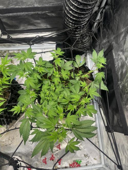 Clones Run I Gogurtz, LSD,(GSC) I Indoor. Week 8 - Day 46 - Gogurtz