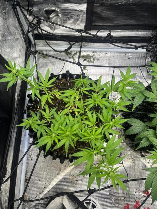 Clones Run I Gogurtz, LSD,(GSC) I Indoor. Week 8 - Day 46 - LSD