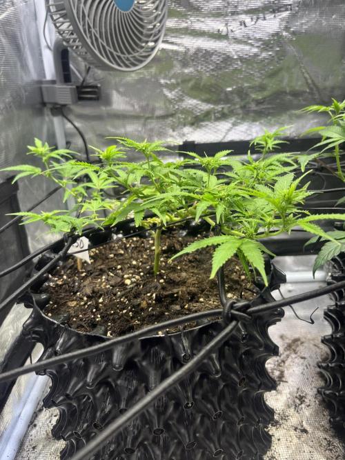 Clones Run I Gogurtz, LSD,(GSC) I Indoor. Week 8 - Day 46 - LSD
