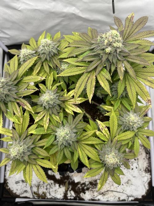 2. Run of RS11 I Indoor I LST I 2x2 Tent. Week 12 - Day 84
