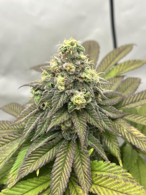 2. Run of RS11 I Indoor I LST I 2x2 Tent. Week 12 - Day 84