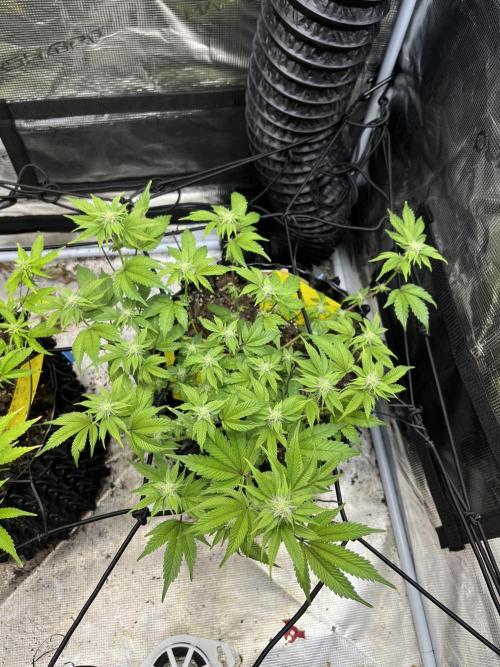 Clones Run I Gogurtz, LSD,(GSC) I Indoor. Week 9 - Day 53 - Gogurtz