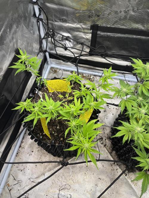 Clones Run I Gogurtz, LSD,(GSC) I Indoor. Week 9 - Day 53 - LSD