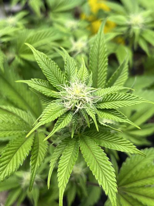 Clones Run I Gogurtz, LSD,(GSC) I Indoor. Week 9 - Day 53 - Gogurtz