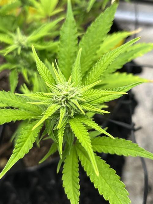 Clones Run I Gogurtz, LSD,(GSC) I Indoor. Week 9 - Day 53 - LSD
