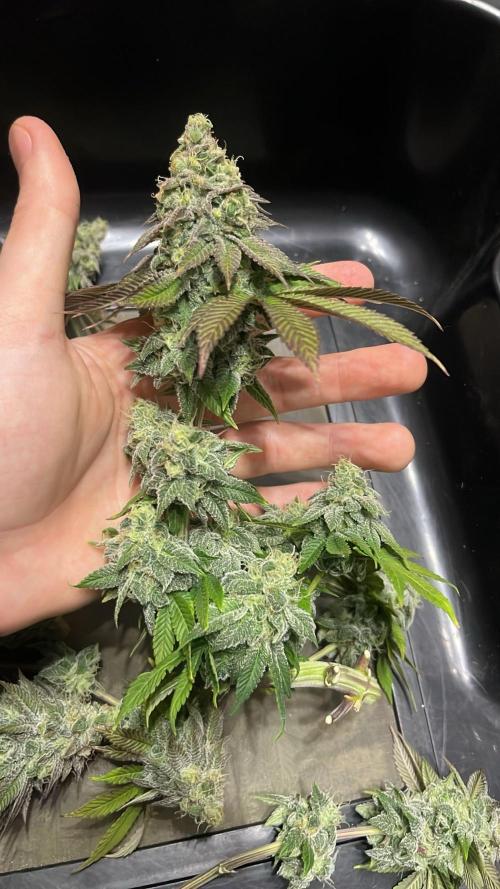 2. Run of RS11 I Indoor I LST I 2x2 Tent. Week 13