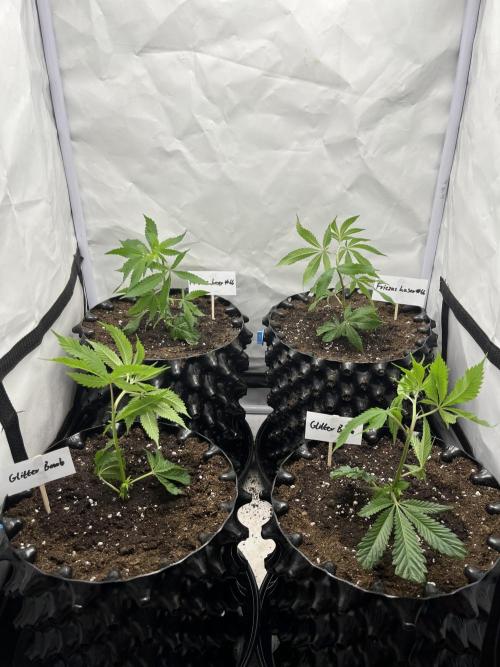 Clones- Friezas Laser #66,GlitterBomb,WW. Week 1 - Day 1