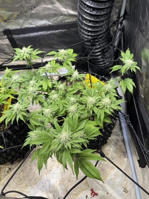 Clones Run I Gogurtz, LSD,(GSC) I Indoor. Week 10 - Gogurtz