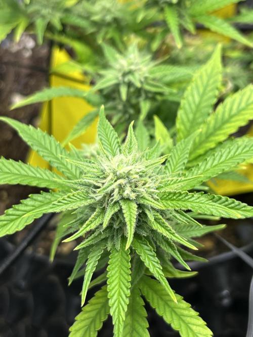 Clones Run I Gogurtz, LSD,(GSC) I Indoor. Week 10 - LSD