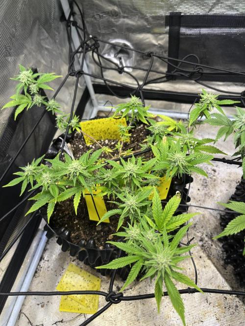 Clones Run I Gogurtz, LSD,(GSC) I Indoor. Week 10 - LSD