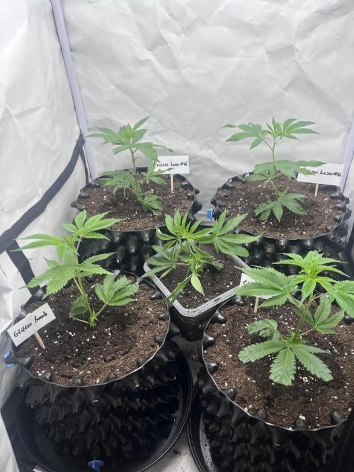 Clones- Friezas Laser #66,GlitterBomb,WW. Week 1 - Day 2 Walzer White added