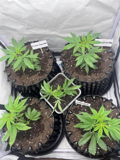 Clones- Friezas Laser #66,GlitterBomb,WW. Week 1 - Day 2 Walzer White added