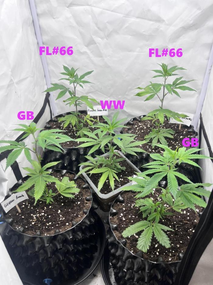 Clones- Friezas Laser #66,GlitterBomb,WW. Week 2