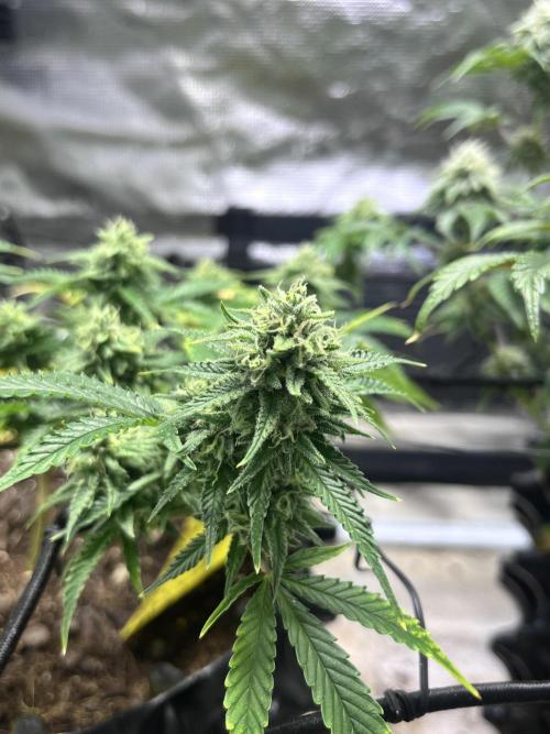 Clones Run I Gogurtz, LSD,(GSC) I Indoor. Week 11 - LSD