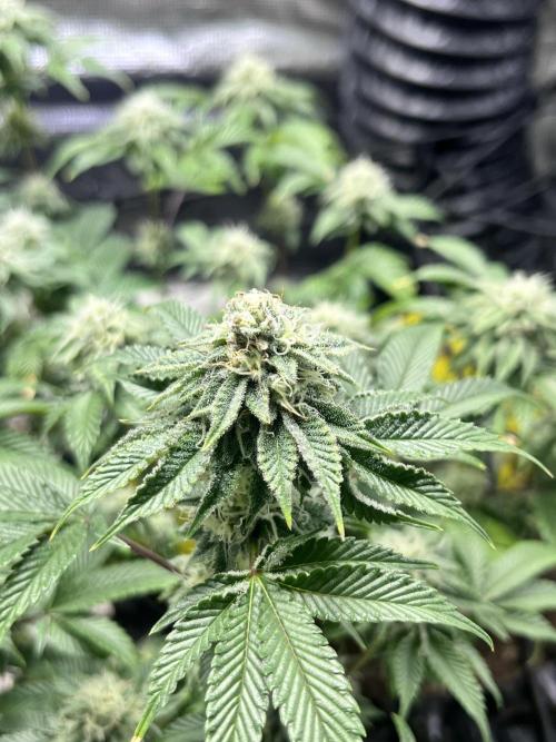 Clones Run I Gogurtz, LSD,(GSC) I Indoor. Week 11 - Gogurtz