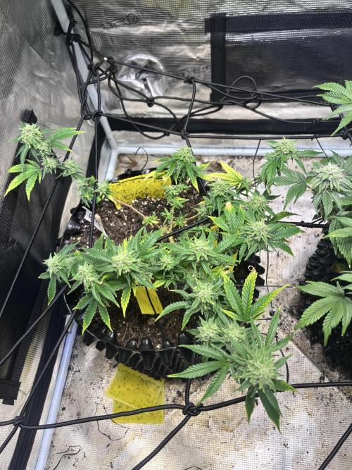 Clones Run I Gogurtz, LSD,(GSC) I Indoor. Week 11 - LSD