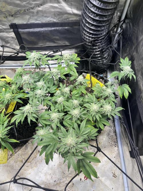 Clones Run I Gogurtz, LSD,(GSC) I Indoor. Week 11 - Gogurtz