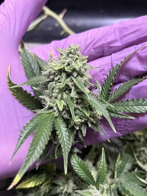 Clones Run I Gogurtz, LSD,(GSC) I Indoor. Week 12 - LSD