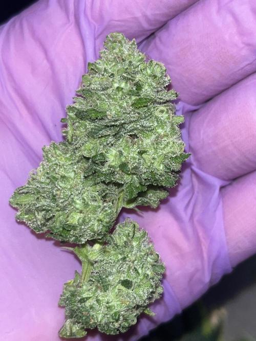 Clones Run I Gogurtz, LSD,(GSC) I Indoor. Week 12 - LSD