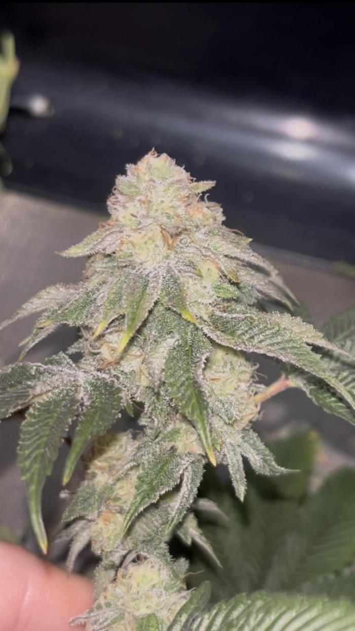 Clones Run I Gogurtz, LSD,(GSC) I Indoor. Week 12 - Gogurtz