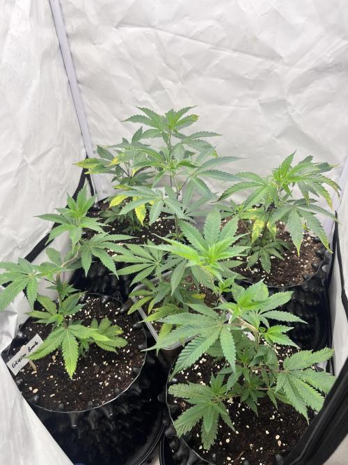 Clones- Friezas Laser #66,GlitterBomb,WW. Week 3