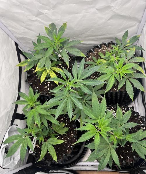 Clones- Friezas Laser #66,GlitterBomb,WW. Week 3