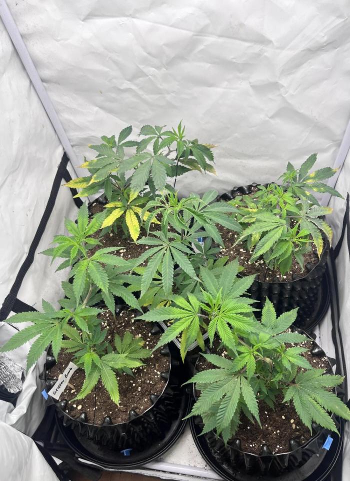 Clones- Friezas Laser #66,GlitterBomb,WW. Week 4