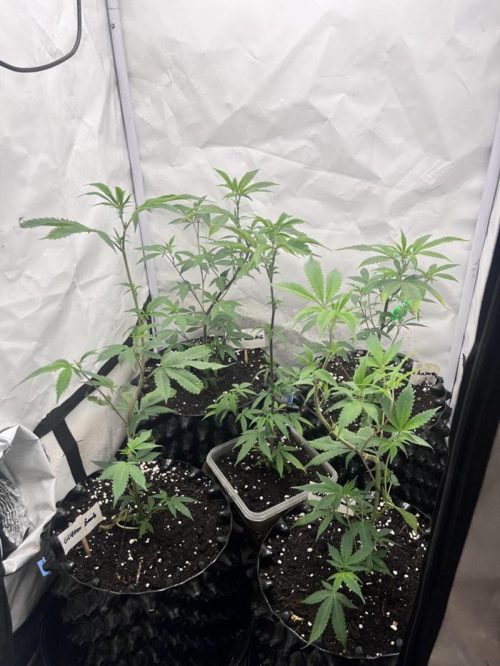 Clones- Friezas Laser #66,GlitterBomb,WW. Week 5