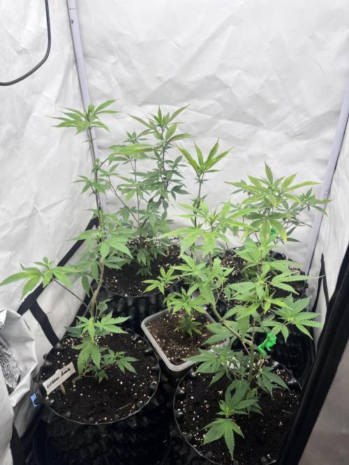 Clones- Friezas Laser #66,GlitterBomb,WW. Week 6