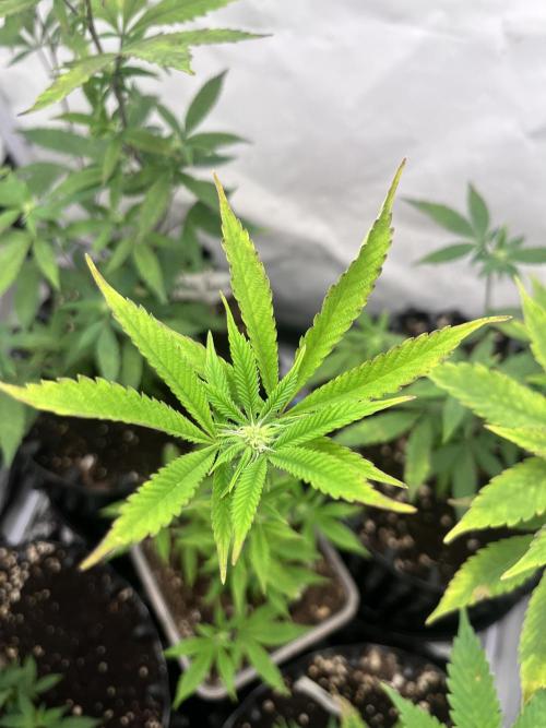 Clones- Friezas Laser #66,GlitterBomb,WW. Week 6 - Walzer White