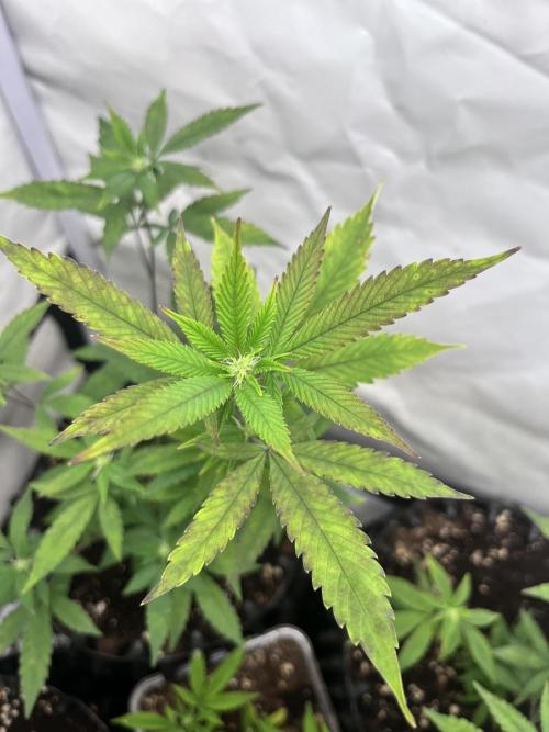 Clones- Friezas Laser #66,GlitterBomb,WW. Week 6 - Friezas Laser #66
