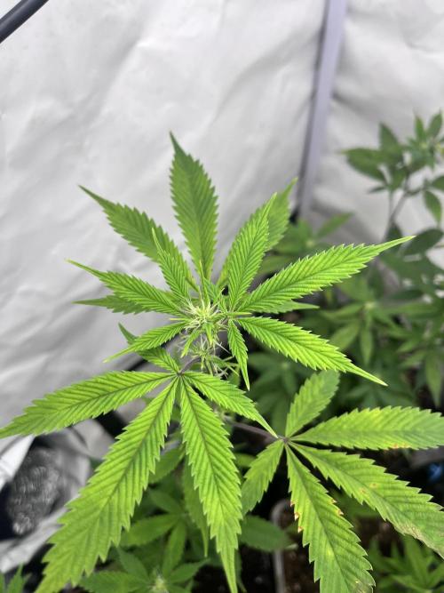 Clones- Friezas Laser #66,GlitterBomb,WW. Week 6 - Glitter Bomb