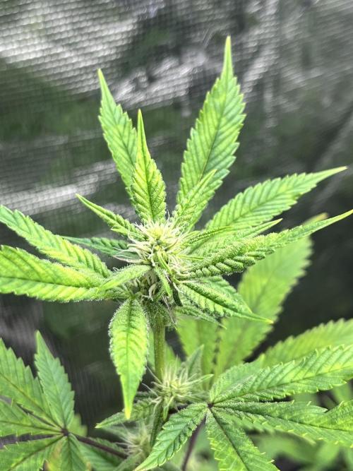 Clones- Friezas Laser #66,GlitterBomb,WW. Week 7 - Glitter Bomb
