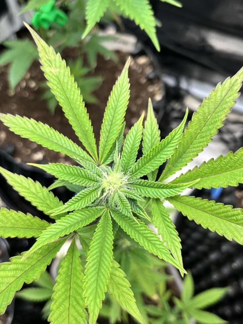 Clones- Friezas Laser #66,GlitterBomb,WW. Week 7 - Walzer White