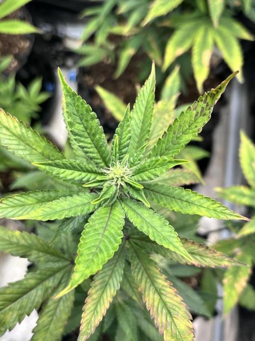 Clones- Friezas Laser #66,GlitterBomb,WW. Week 7 - Friezas Laser #66
