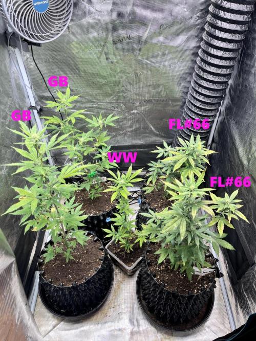 Clones- Friezas Laser #66,GlitterBomb,WW. Week 7