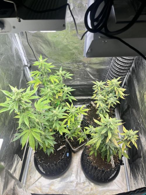 Clones- Friezas Laser #66,GlitterBomb,WW. Week 8