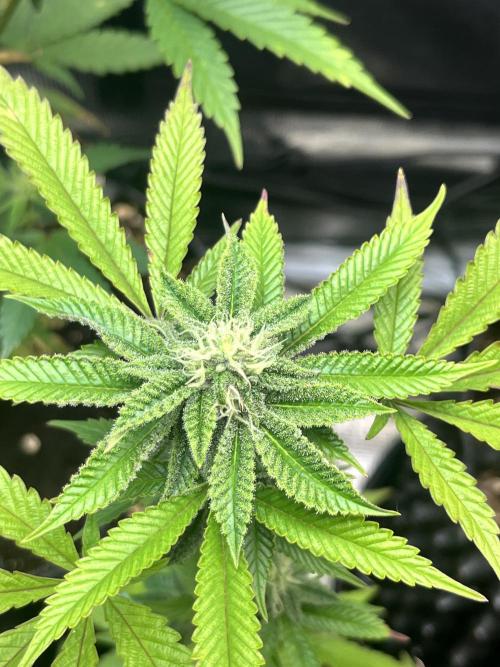 Clones- Friezas Laser #66,GlitterBomb,WW. Week 8 - Walzer White