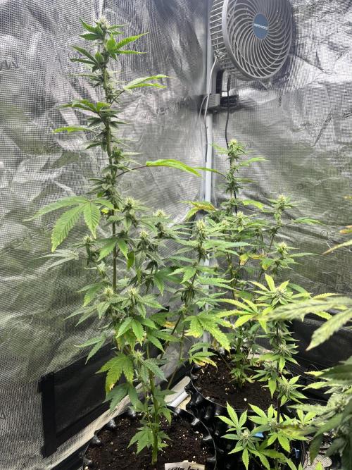 Clones- Friezas Laser #66,GlitterBomb,WW. Week 8 - Gl
