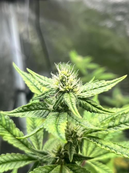 Clones- Friezas Laser #66,GlitterBomb,WW. Week 8 - Glitter Bomb