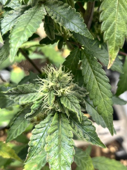 Clones- Friezas Laser #66,GlitterBomb,WW. Week 8 - Friezas Laser #66