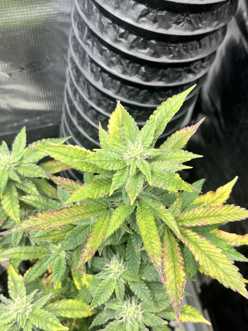 Clones- Friezas Laser #66,GlitterBomb,WW. Week 8 - Friezas Laser #66