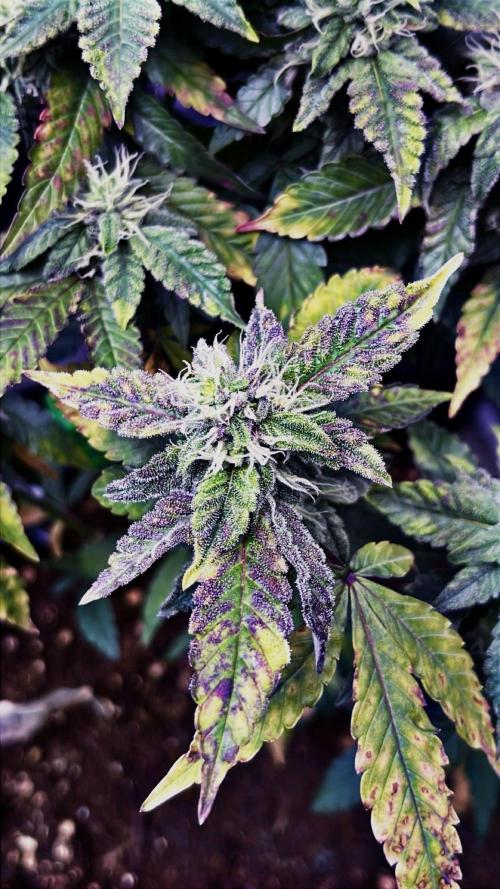Clones- Friezas Laser #66,GlitterBomb,WW. Week 8 - Friezas Laser #66