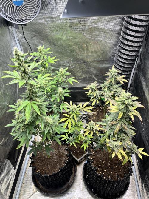 Clones- Friezas Laser #66,GlitterBomb,WW. Week 9