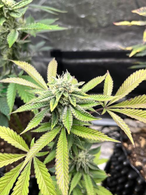 Clones- Friezas Laser #66,GlitterBomb,WW. Week 9 - Walzer White